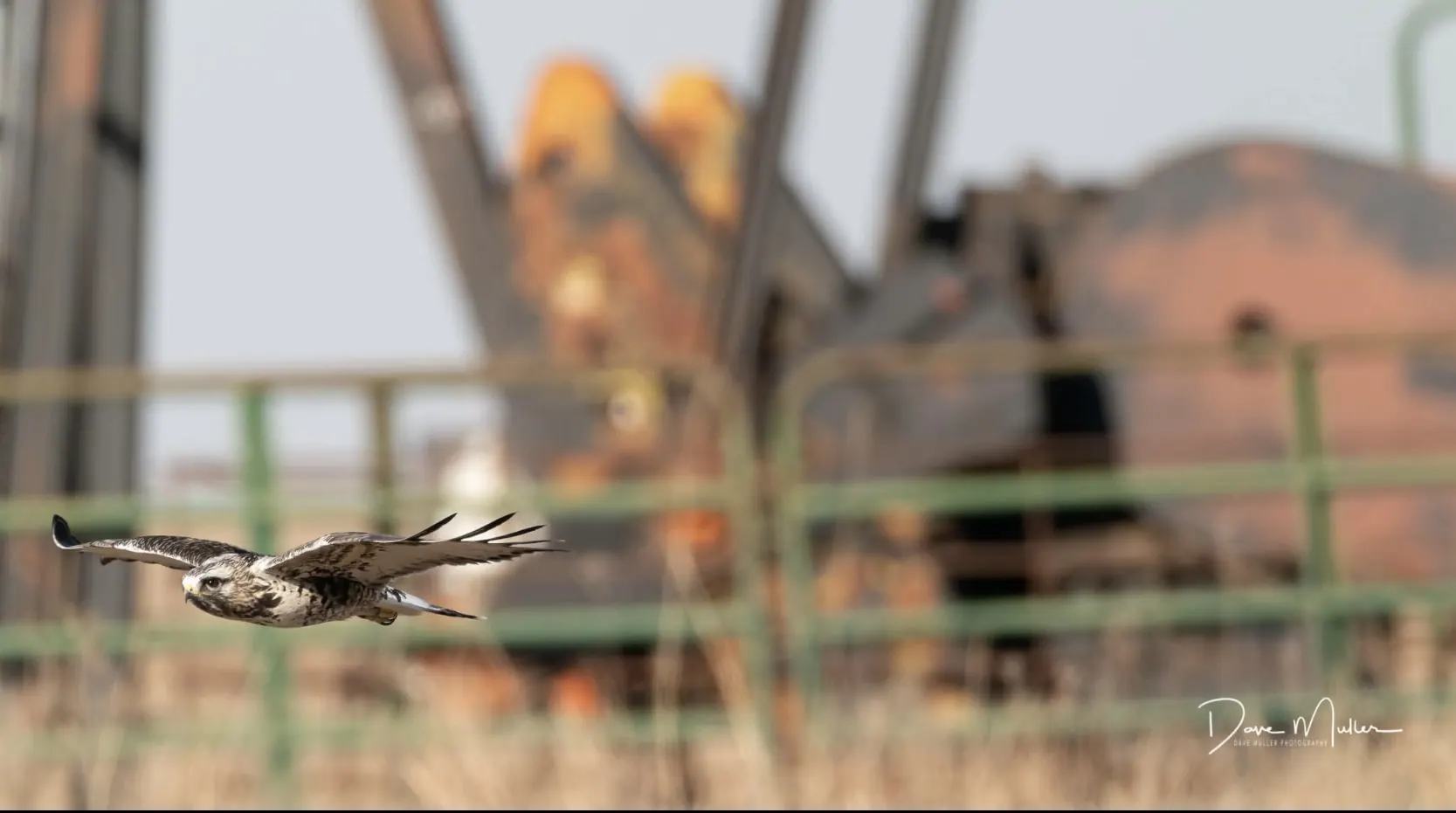 Hawk flying past oilfield equipment